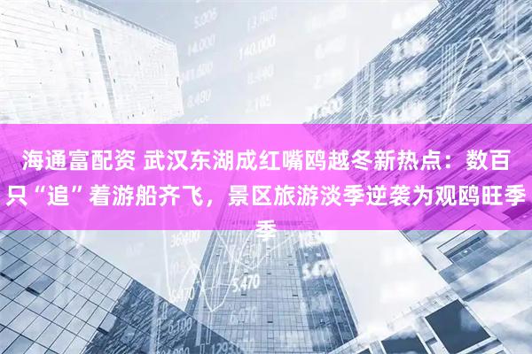 海通富配资 武汉东湖成红嘴鸥越冬新热点：数百只“追”着游船齐飞，景区旅游淡季逆袭为观鸥旺季